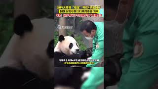 旅韩大熊猫福宝将返回中国，专家：回乡有利于同龄异性大熊猫交往