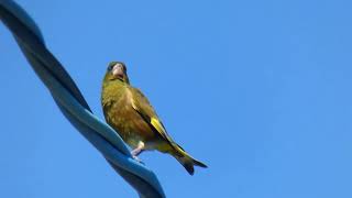 Oriental Greenfinch Drinks Water from a Puddle