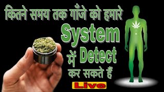 कितने समय तक गाँजे को human system में detect किया जा सकता है | #1 live