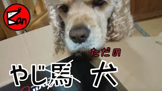 麻薬犬ならカッコいいけどただのやじ馬🐾アメリカンコッカースパニエル石松くん　Not 's drug dog onlookers