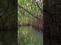 kerala mangrove trees kerala