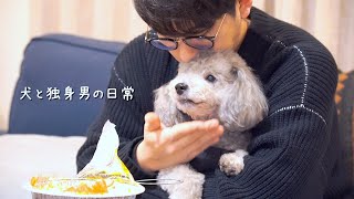 🐶犬と独身男の幸せな雨の日の過ごし方【トイプードル】