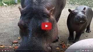 Hippos in Harmony: Check in with the Cheyenne Mountain Zoo Pod