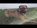 bullmastiff the best