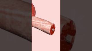 Muscle Tissue With Tendon, Epimysium, Perimysium, Fascicle, Endomysium, Muscle fiber 4k Animation