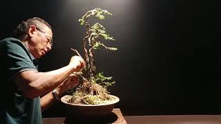 Bonsai creation art 91黄杨木小老树