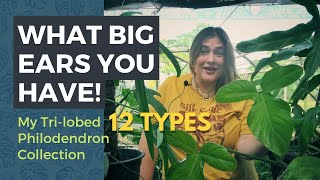 MY TRI-LOBED PHILODENDRON COLLECTION | 12 Different Kinds + A Closer Look at Their Characteristics