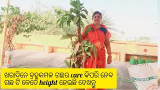 ଖରାଦିନେ ବ୍ରହ୍ମକମଳ ଗଛର care କିପରି ନେବ /ଗଛଟି କେତେ hight ହେଇଛି ଦେଖନ୍ତୁ #Brahma kamal plant care