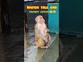 बंदरों का अतंक 😱🤣 malshej ghat monkey funny shorts viralshorts