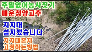 3대농부 농번기 매운청양고추밭 지지대꽂기 청년농부 지지대 지주대  설치하는방법