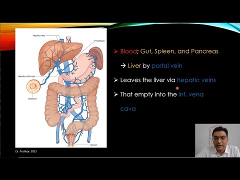 Splanchnic Circulation | Portal | Liver Sinusoids | Reticuloendothelial ...