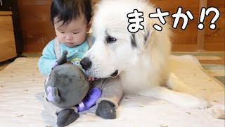 【喧嘩？】妹が超大型犬のおやつを奪おうとしたらまさかの展開に・・・w｜グレートピレニーズ