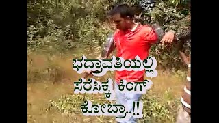 || KING COBRA FOUND AT BHADRAVATHI ||