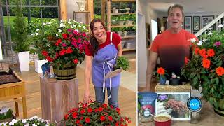 Phillip Watson Designs 3 pc Variegated Sunpatiens Live Plants on QVC