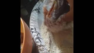 Fraying  Fish  with flour