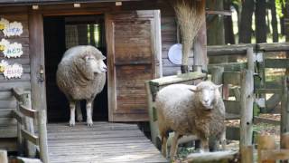 マイ スライドショー　大泉緑地の動物（２０１６年１１月２８日）