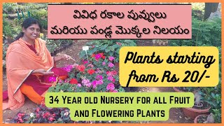 వివిధ రకాల పువ్వులు మరియు పండ్ల మొక్కల నిలయం | Plants starting from Rs 20/- | Brundavan Nursery Vist