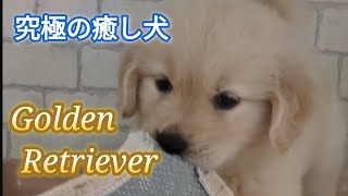 Lovely  Golden Retriever 〈他種の子犬とは、何故か一味違う！100%癒されるゴールデンレトリバーの魅力に迫る②〉　#超癒し子犬　#ゴールデンレトリバー