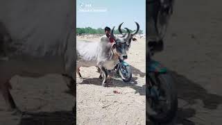 दुनिया की सबसे समझदार गाय #shorts #kankrejcow#animal #YouTubeshorts