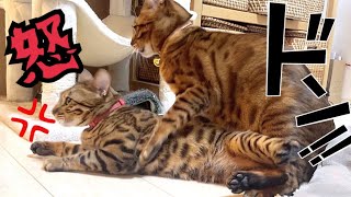 ワガママ息子猫がボス母猫に乗ってブチ切れされそうです…