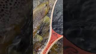 Brown on rock creek! #montana  #trending #troutfishing #trout #fishing