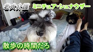 老犬介護（ミニチュア・シュナウザー）散歩の時間だろ