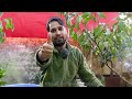 छत पर पौधा लगाया है तो देख लो root pruning report plants fungicide fertilizer gardening care tips