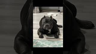 7 Seconds Of Kovu 🐾 #rap #viralvideo #fyp #americanbully #dog