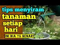 tips menyiram tanaman setiap hari