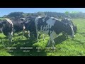 Br/Irish Fr In Calf Cows