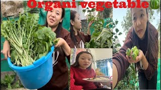 Aaja feri mero Lucknow ko garden ma vegetables🍆 🫑🥕tipdai mo/Sushmita yonzon vlog