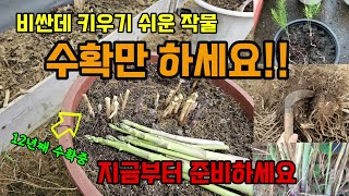 비싼데 키우기 쉽고 평생 수확만하는 작물 지금부터 준비하세요 봄부터 꾸준히 수확합니다 #아스파러거스키우기 웃거름 재배방법