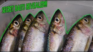EVERYTHING You Need To Know About COHO FISHING Baits!