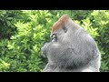 対峙するゴリラのショウとオランウータンのバリ　浜松市動物園　202410