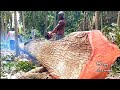 Giant ! big tree Falls in an instant - stihl chainsaw 070