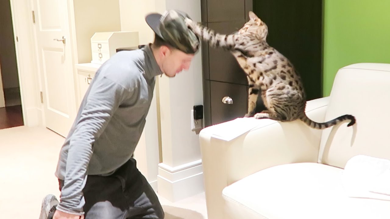 Cat Attacks Man