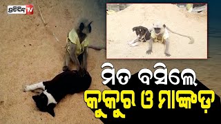 ମିତ ବସିଲେ କୁକୁର ଛୁଆ ଓ ମାଙ୍କଡ଼ ଛୁଆ । PratidinTv