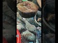 asmr satisfying cleaning live fish asmr trending viralvideos trendingvideos shorts viral satisfying