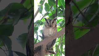 INDIAN SCOPS OWL in pair #shorts #youtubeshorts #shortvideo #owl