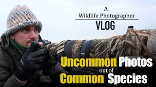 Creating Uncommon Photos of Common Species: Bird Photography along the Connecticut Coast | Nikon Z9