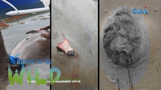 Born News: Lifeless dugong found in Bohol | Born to be Wild