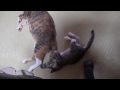 母猫の動く尻尾が気になって仕方がない子猫 helped kitten tail of movement of the mother cat is worrisome