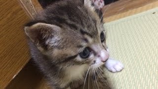 母猫の動く尻尾が気になって仕方がない子猫 Helped kitten tail of movement of the mother cat is worrisome