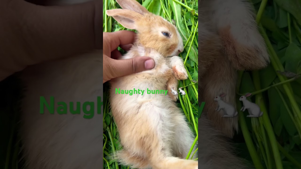 This Funny Puppy Will Make Your Day ёяшб Funniest Animal Videos