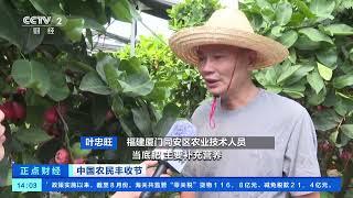 [正点财经]中国农民丰收节 福建厦门：莲雾迎来丰收季|CCTV财经