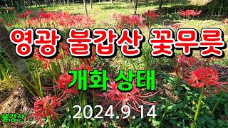 ⛰️[영광 불갑산] 꽃무릇 산행 상사화 축제