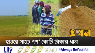 প্রতি কাঠা জমিতে  ৮ থেকে ১০ মণ ধান | Paddy Field | Rice Cutting | Netrokona News | Ekhon TV