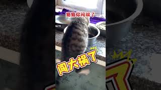 你闯祸了，你闯大祸了猫猫 #cat #可愛 #cute #pets #funny #寵物 #萌寵 #寵物生活 #animals #可愛動物