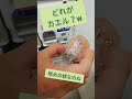 カエルの鳴き声ガチャを回して来たよ！🐸 shorts ガチャガチャ カエルの鳴き声