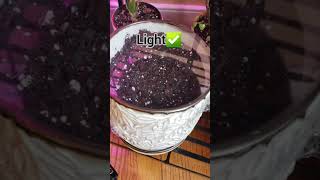 Germinating Lavender Seeds Indoors | Difficult Germination Gardening Tip 🌱 #gardeningshorts